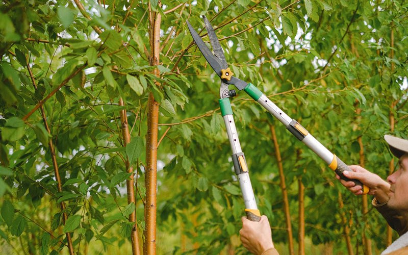 Tree trimming in Ipava, IL