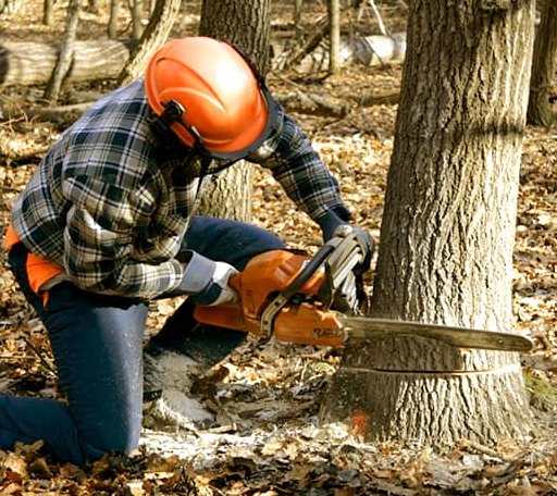 Tree Removal in Ipava, IL